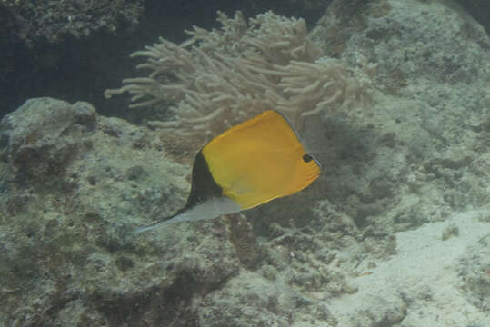 Image of Big long-nosed Butterflyfish