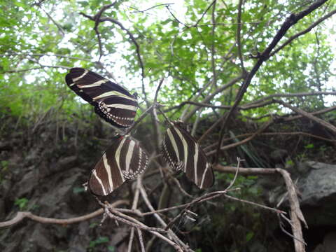 Image of Heliconius charithonia vazquezae Comstock & Brown 1950