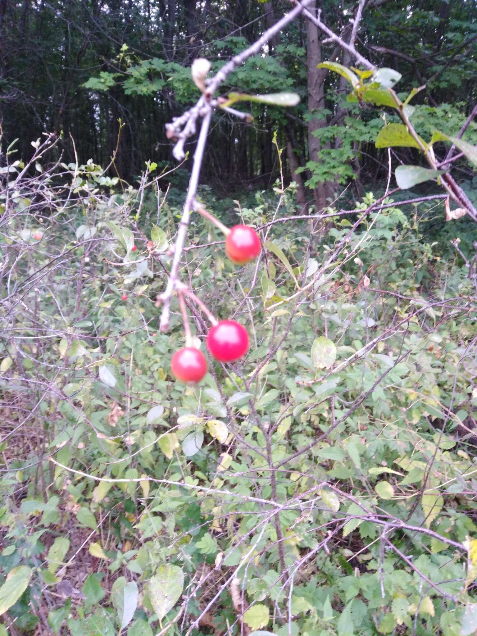 Imagem de Prunus fruticosa Pall.