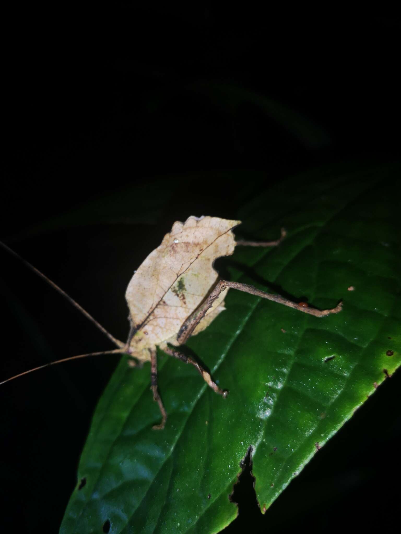 Imagem de Mimetica crenulata Rehn & J. A. G. 1906