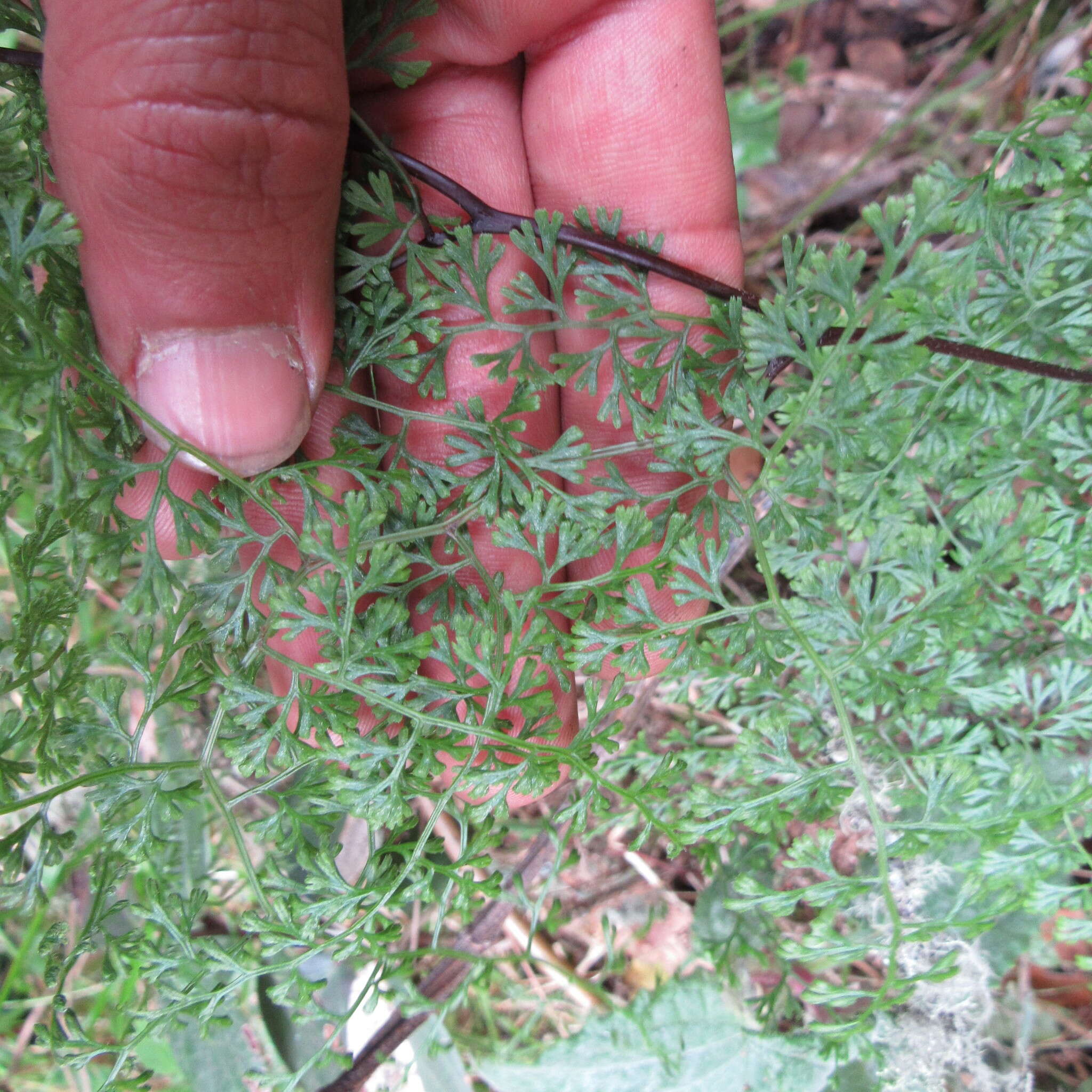 Image of Jamesonia flexuosa (Humb. & Bonpl.) Christenh.