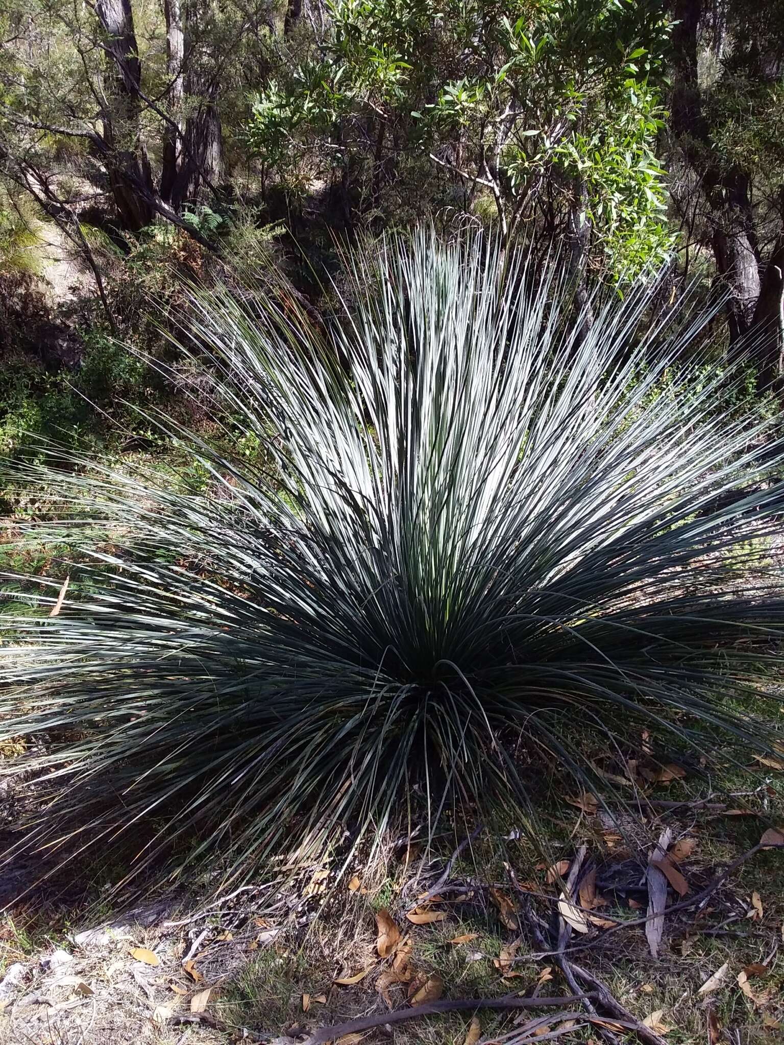 Image of Xanthorrhoea semiplana subsp. semiplana