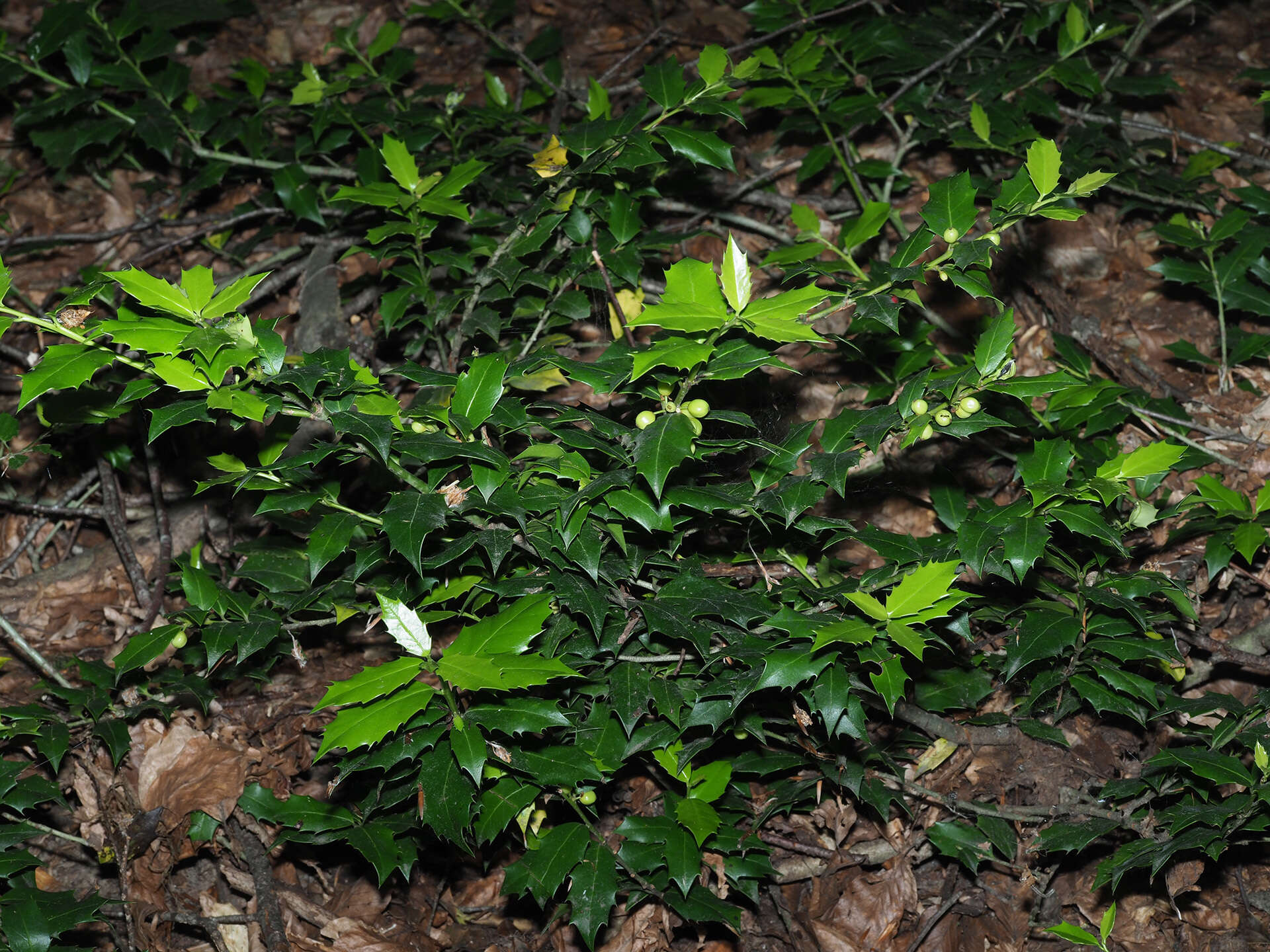 Image of Ilex colchica Pojark.