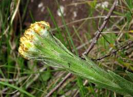 Imagem de Helichrysum subluteum Burtt Davy