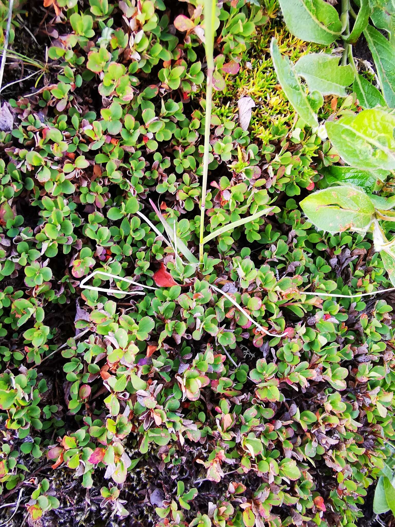 Image of Vaccinium uliginosum subsp. vulcanorum (Kom.) Alsos & Elven