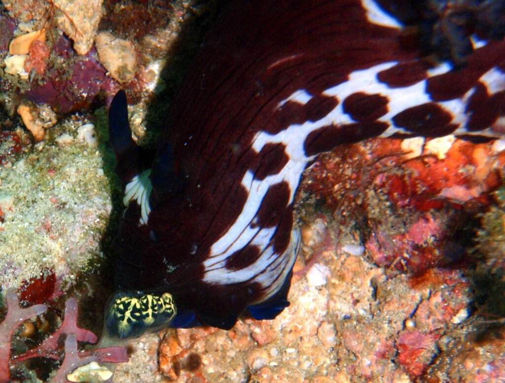 Image of Nembrotha mullineri Gosliner & Behrens 1997