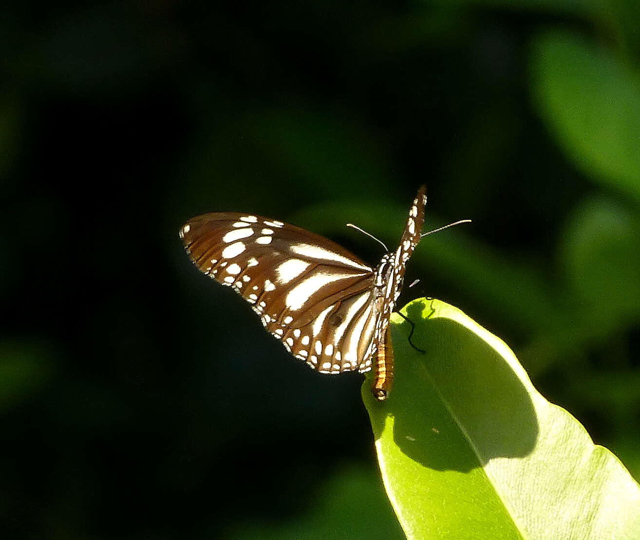 Image de Danaus (Anosia) melanippus subsp. edmondii Bougaunville 1837