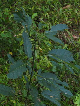 Image of Clerodendrum cyrtophyllum Turcz.