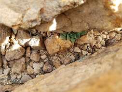 Image of Patagonia Mountain leatherpetal