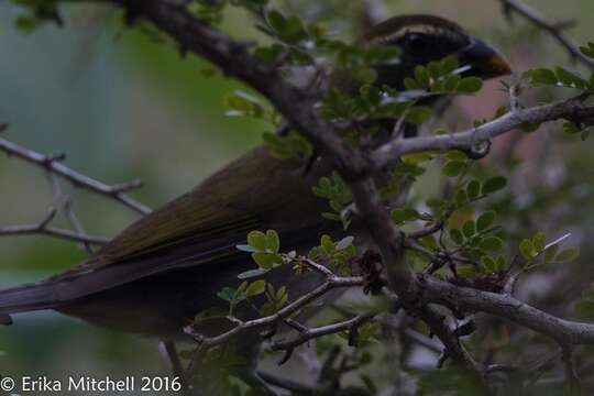 Image of Lesser Antillean Saltator