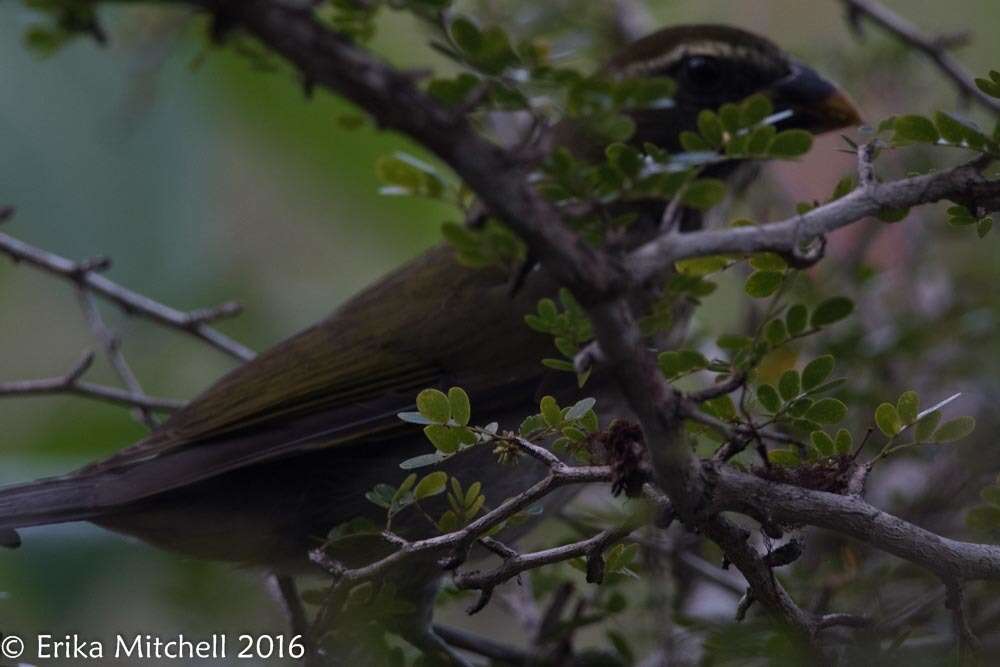 صورة Saltator albicollis Vieillot 1817