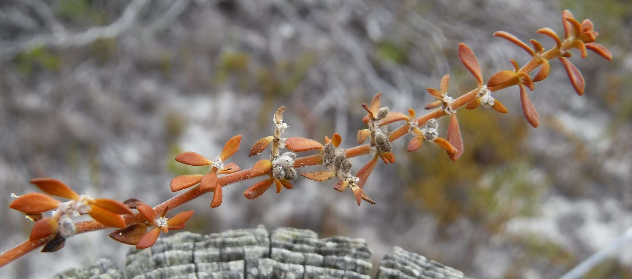 Слика од Herniaria capensis (Haw.) Steud.