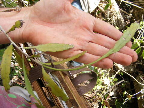 Image of Pseudorhipsalis ramulosa subsp. jamaicensis (Britton & Harris) Doweld