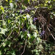 Image de Salvia concolor Lamb. ex Benth.