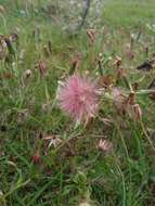 Imagem de Noticastrum diffusum (Pers.) Cabrera