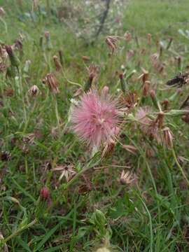 Imagem de Noticastrum diffusum (Pers.) Cabrera