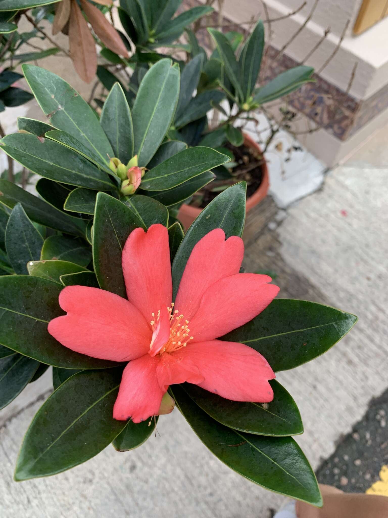 Image of Camellia azalea C. F. Wei