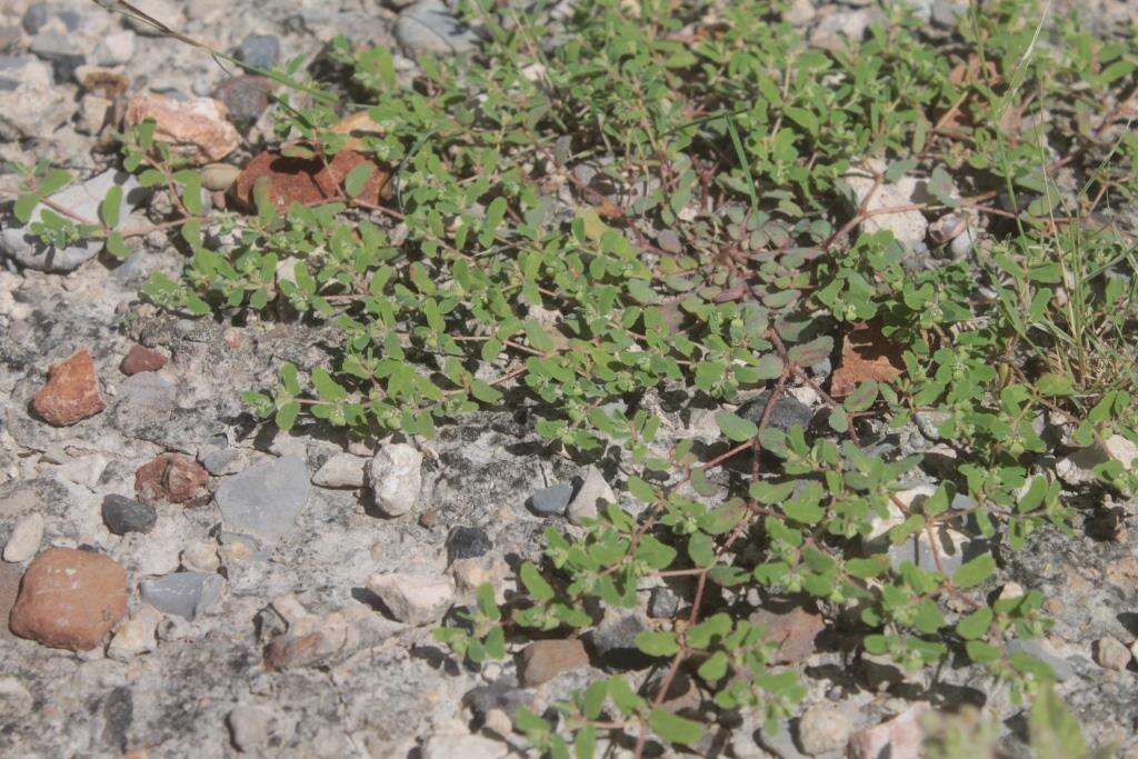 Image of sawtooth sandmat