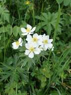 Imagem de Anemonastrum narcissiflorum (L.) Holub