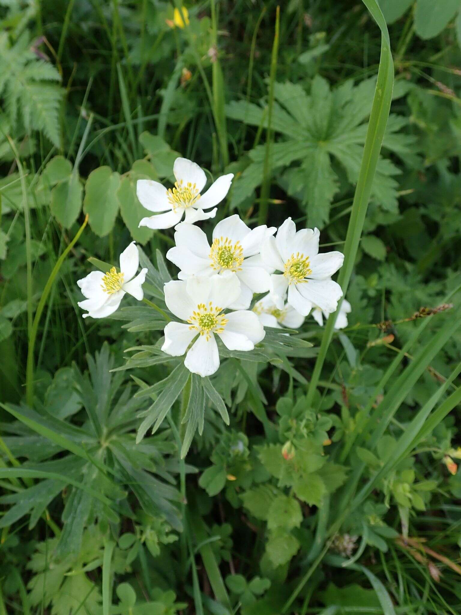 Imagem de Anemonastrum narcissiflorum (L.) Holub