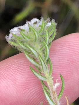 Image of Phylica keetii Pillans