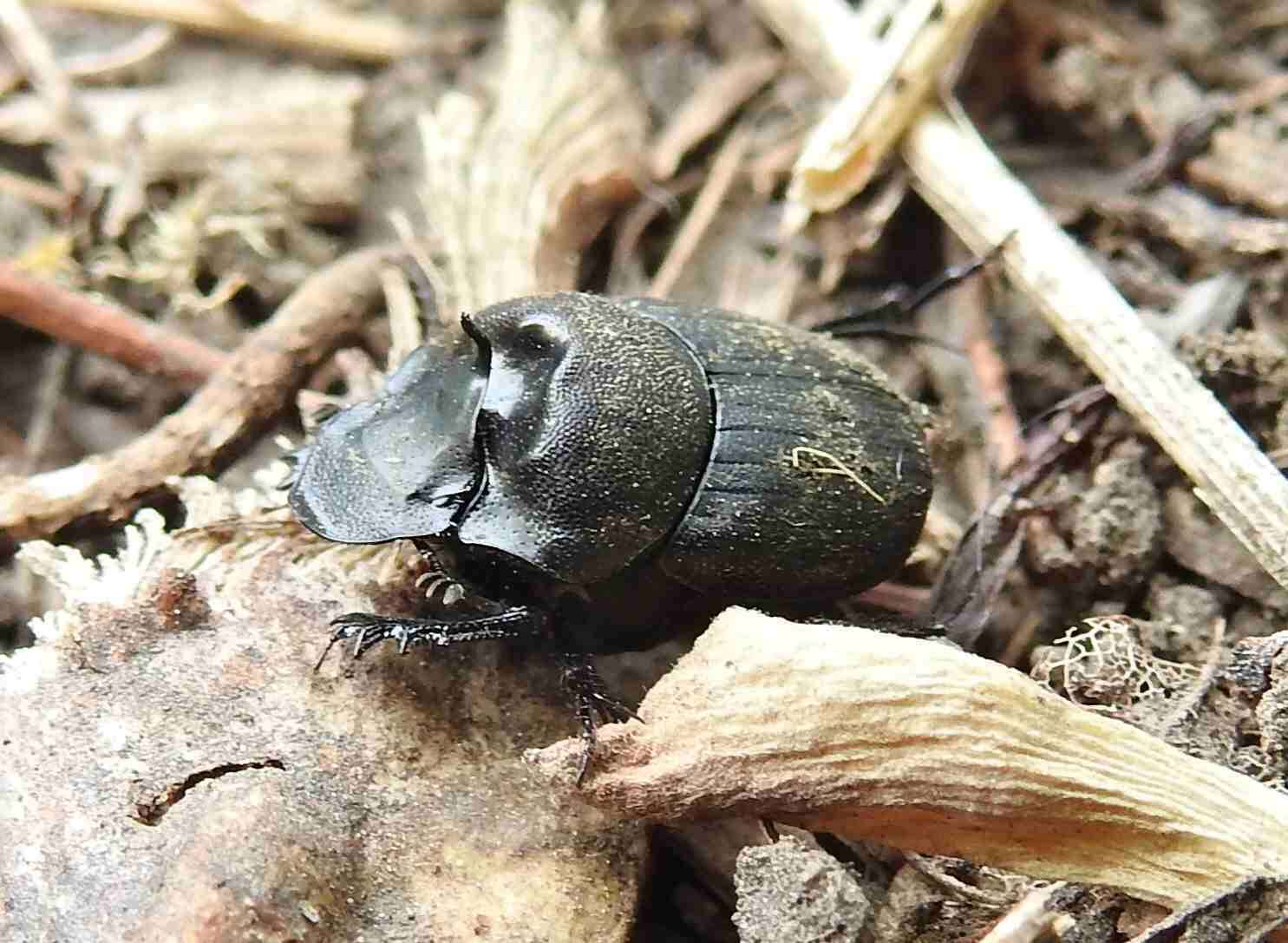 Sivun Onthophagus (Palaeonthophagus) verticicornis (Laicharting 1781) kuva