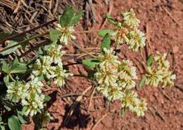 Image of James' buckwheat