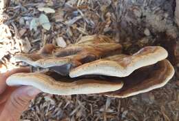 Image of Ganoderma martinicense Welti & Courtec. 2010