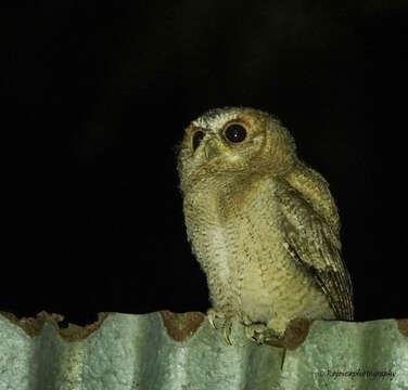 Image of Collared Scops Owl