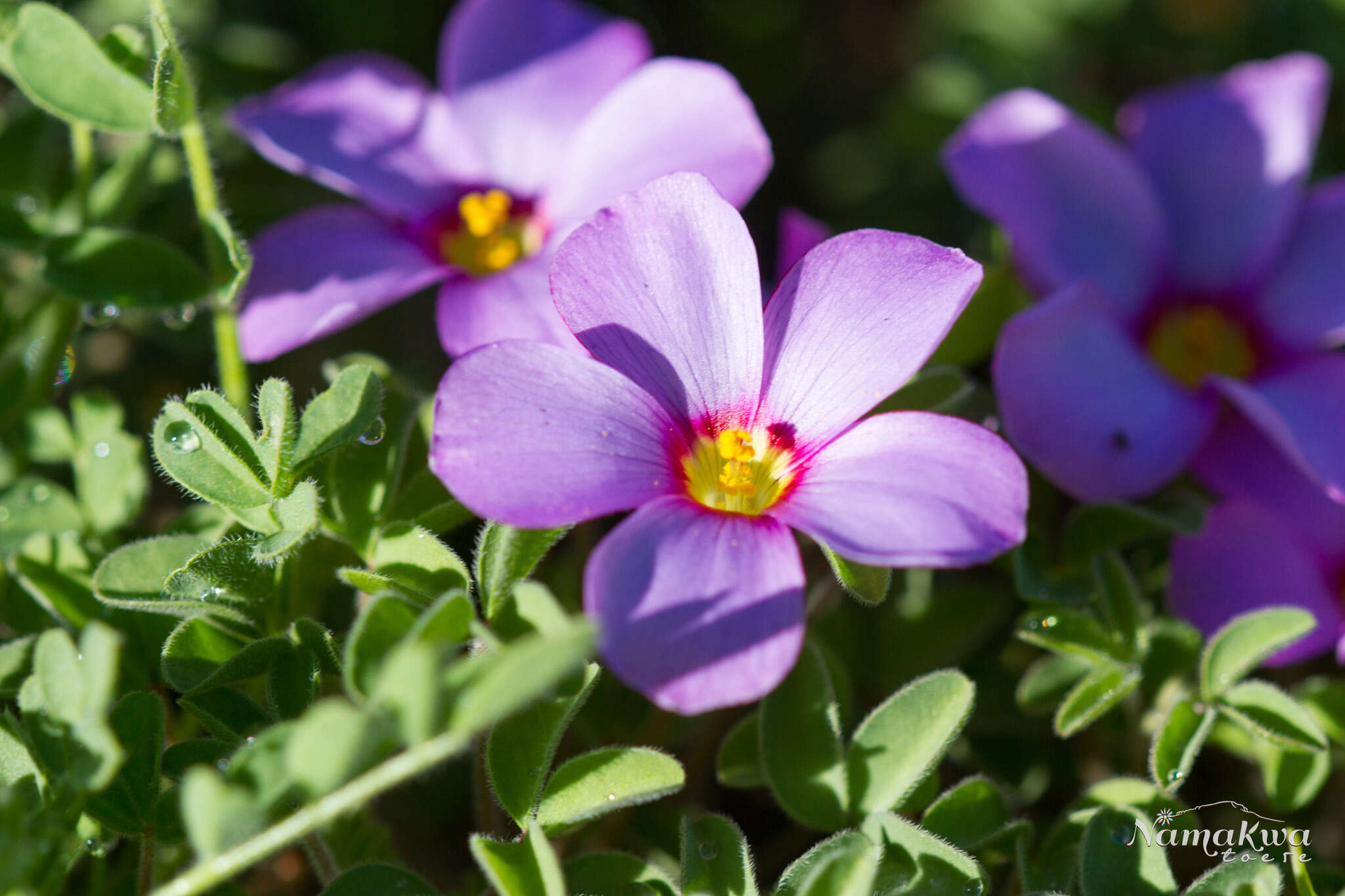 Image of Oxalis callosa Knuth