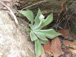 Image of Patagonia Mountain leatherpetal