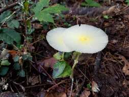 Image of Leucocoprinus fragilissimus (Ravenel ex Berk. & M. A. Curtis) Pat. 1900