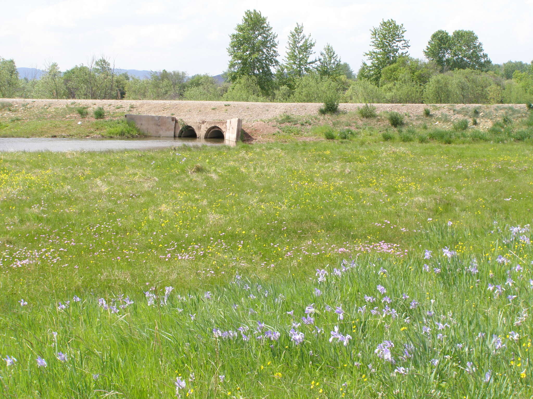 Plancia ëd Iris biglumis Vahl