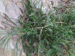 Image of grassland sedge