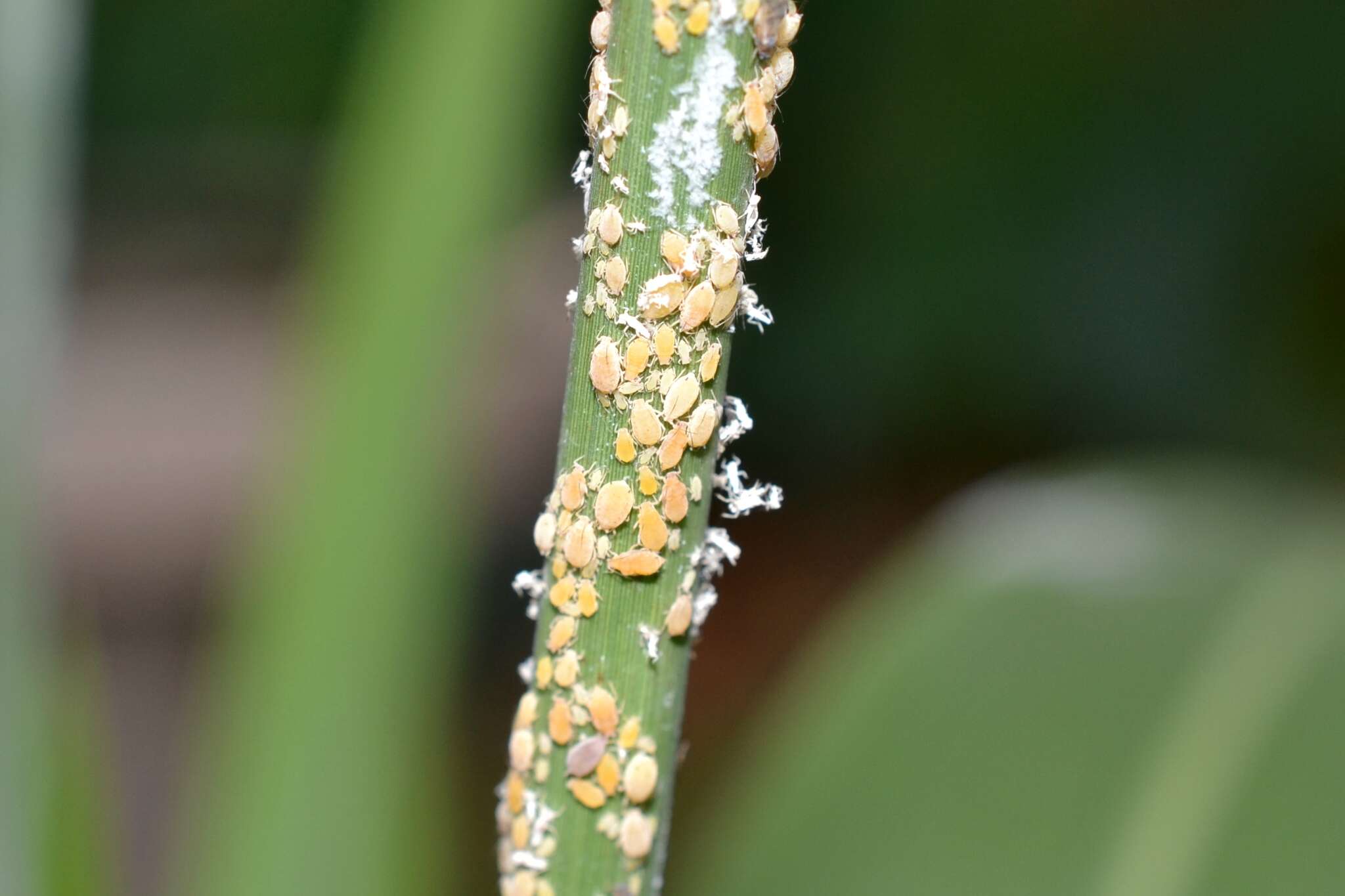 Image of Aphid