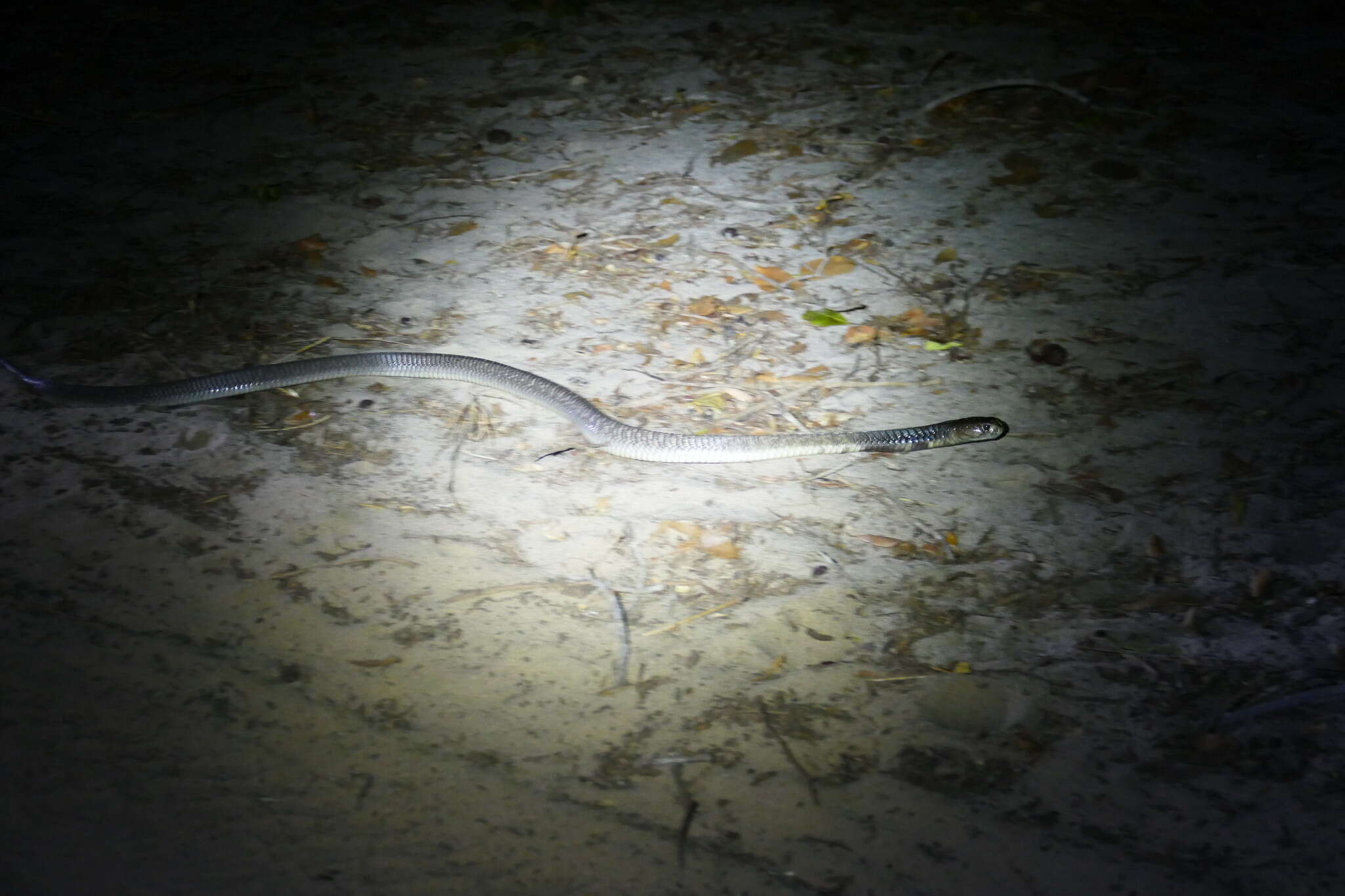 Image of Ashe’s spitting cobra