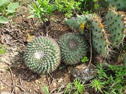 Image of Mammillaria melanocentra subsp. melanocentra