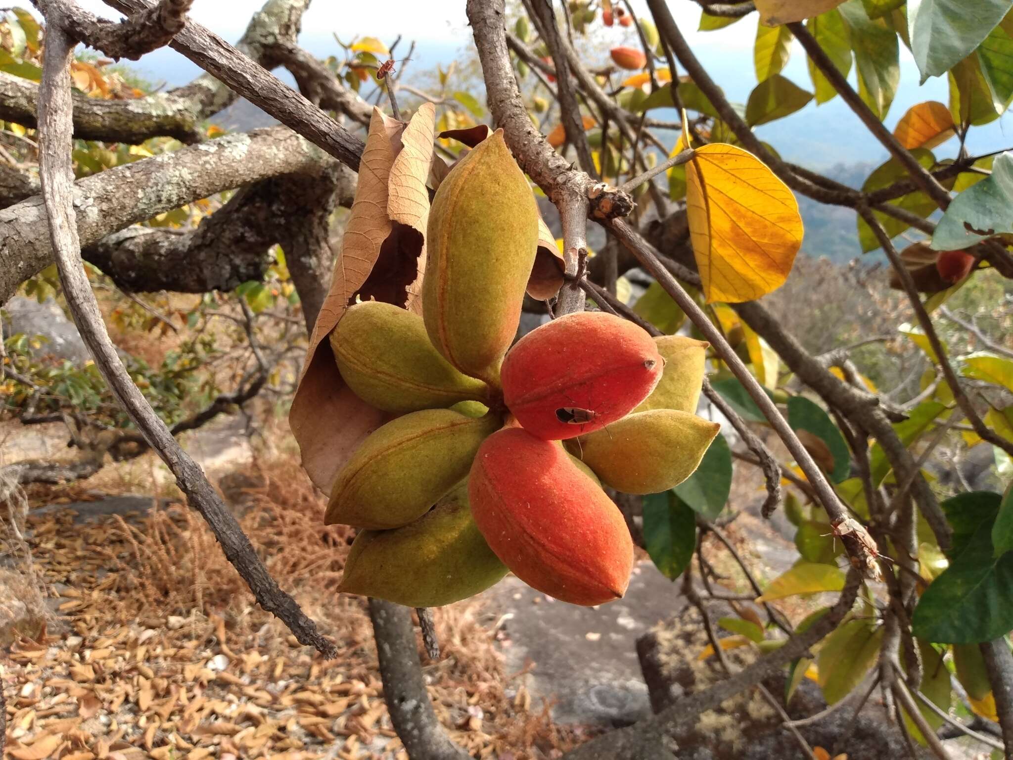 Image of Gum Tragacanth