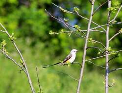 Image of Scissor-tailed Flycatcher