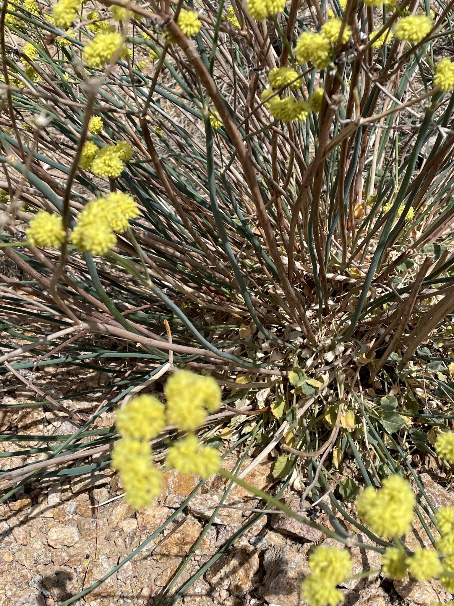 Imagem de Eriogonum nudum var. westonii (S. Stokes) J. T. Howell