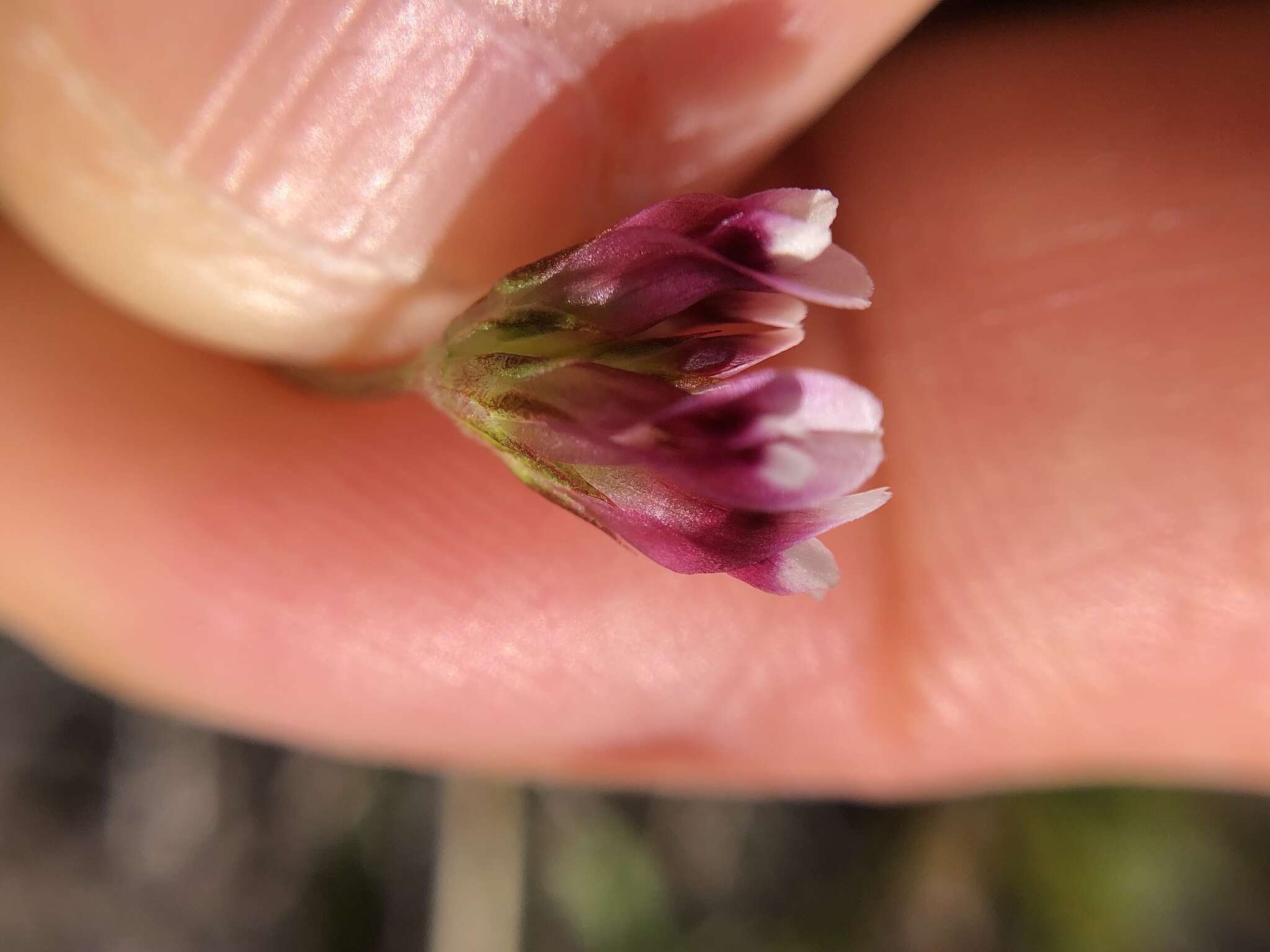 Imagem de Trifolium depauperatum var. depauperatum