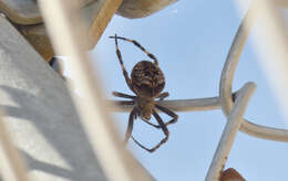 Image of Araneus saevus (L. Koch 1872)