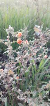 Image de Sphaeralcea bonariensis (Cav.) Griseb.