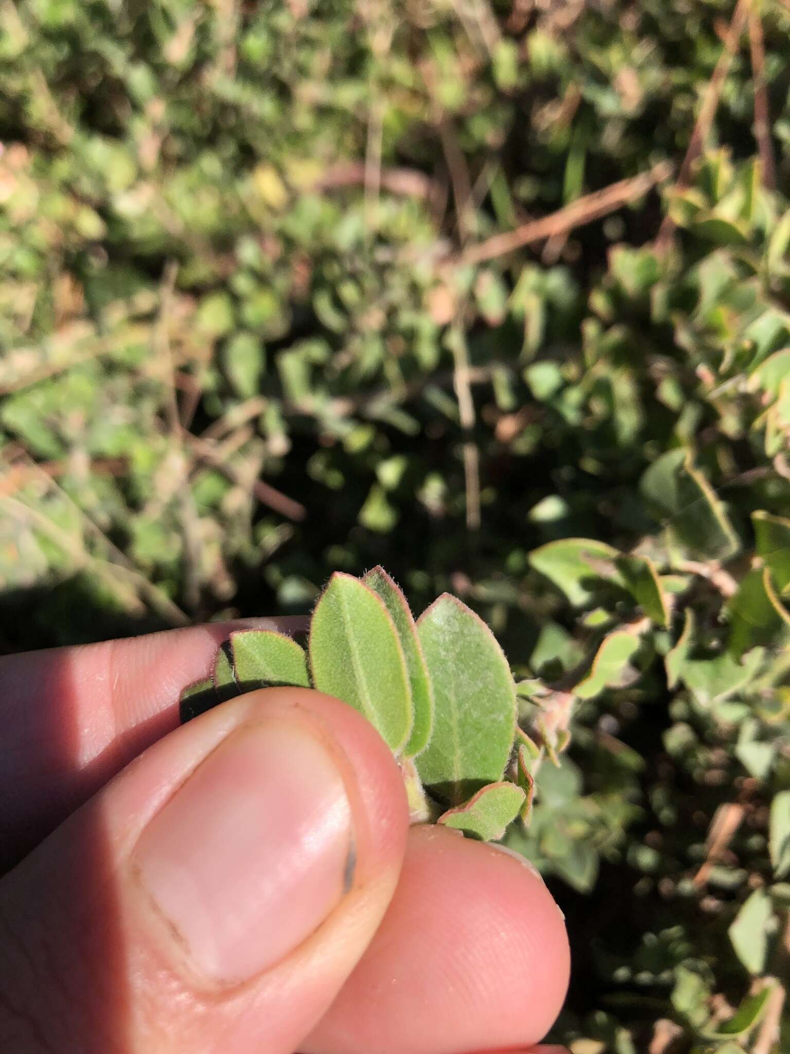 Sivun Arctostaphylos edmundsii Howell kuva