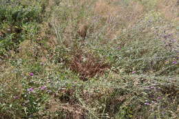 Image of Centaurea scabiosa subsp. apiculata (Ledeb.) A. D. Mikheev