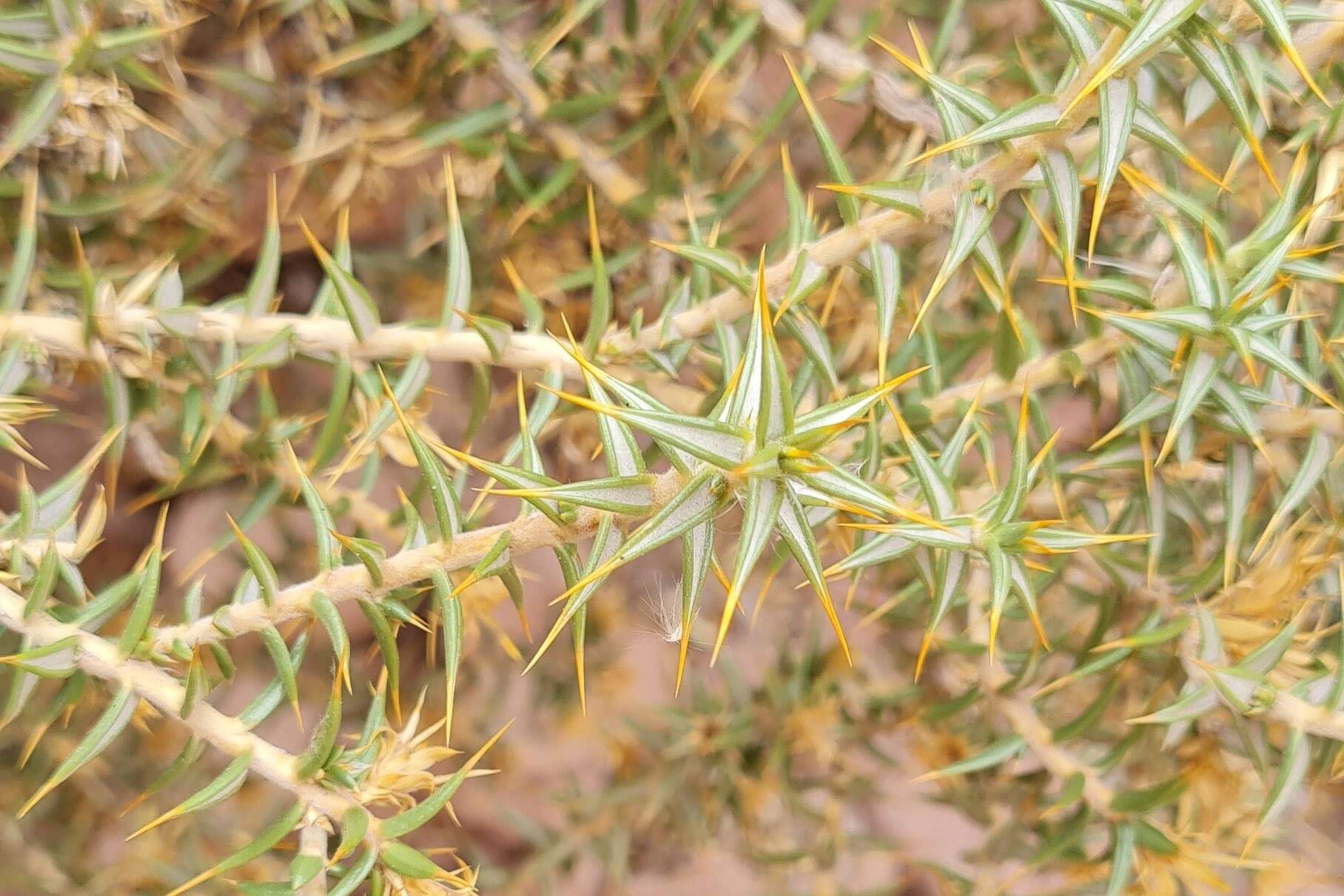 Image of Chuquiraga atacamensis Kuntze