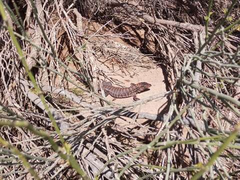 Image of Red Tegu