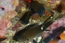 Image of Scissortail damselfish