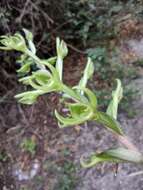 Image of Eltroplectris triloba (Lindl.) Pabst