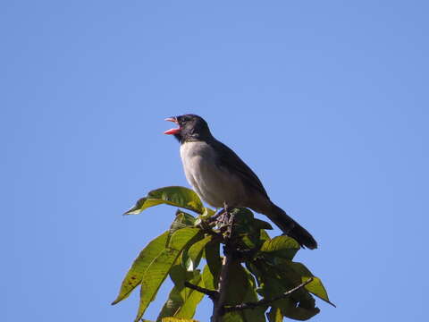 Image of Black-throated Saltator